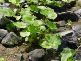 Cover photo for Can I Grow Wasabi in Western North Carolina?