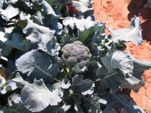 Cover photo for Report from the 2011 WNC Broccoli Project
