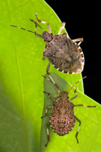 Cover photo for Updates for Farmers on Brown Marmorated Stink Bugs and Kudzu Bugs