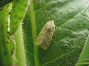Cover photo for Tobacco Budworm Activity Beginning