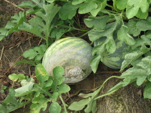 Cover photo for Are Your Cucurbits Infected With Phytophthora Capsici?
