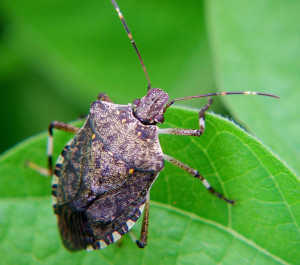 Cover photo for Updated Website for Brown Marmorated Stink Bug