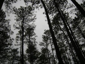 Cover photo for CCP Meeting About Sustainable Forestry in Chatham County