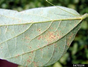 Cover photo for Soybean Rust Update Sept 15, 2016