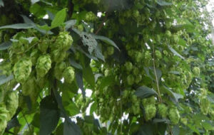 Cover photo for Videos from the 2015 NC-VA Hops Conference in Winston-Salem