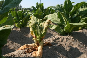 Cover photo for Thrips Flight and TSWV Risk Assessment Report – May 24, 2018