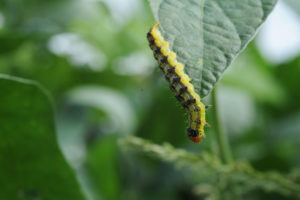 Cover photo for When to Treat Earworms in Soybeans