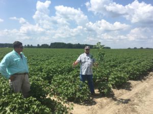 Cover photo for A Quarter of North Carolina’s Cotton Crop Is Lost