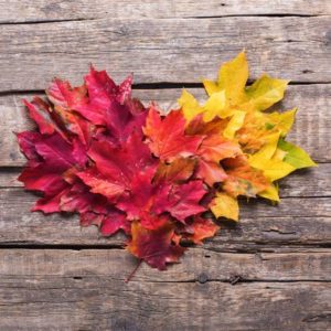 Cover photo for November 2018 4-H Newsletter