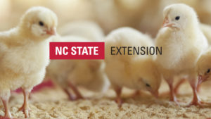 Chicks with NC State Extension logo