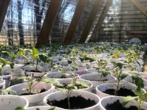 Tomato Seedlings being acclimated to new environment