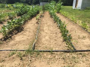 Cover photo for Heat Survival Kit: How to Water Your Garden in a Heat Wave