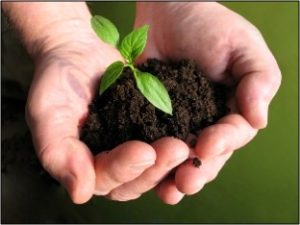 Cover photo for Gardening Classes at the Library