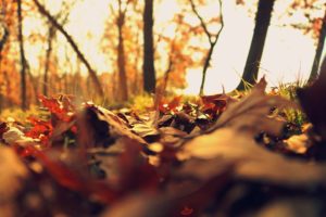 Cover photo for Yadkin County 4-H November Newsletter!