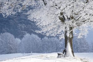 Cover photo for January Yadkin County 4-H Newsletter!