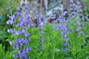 Cover photo for Horticulture Newsletter, Spring Edition 2020