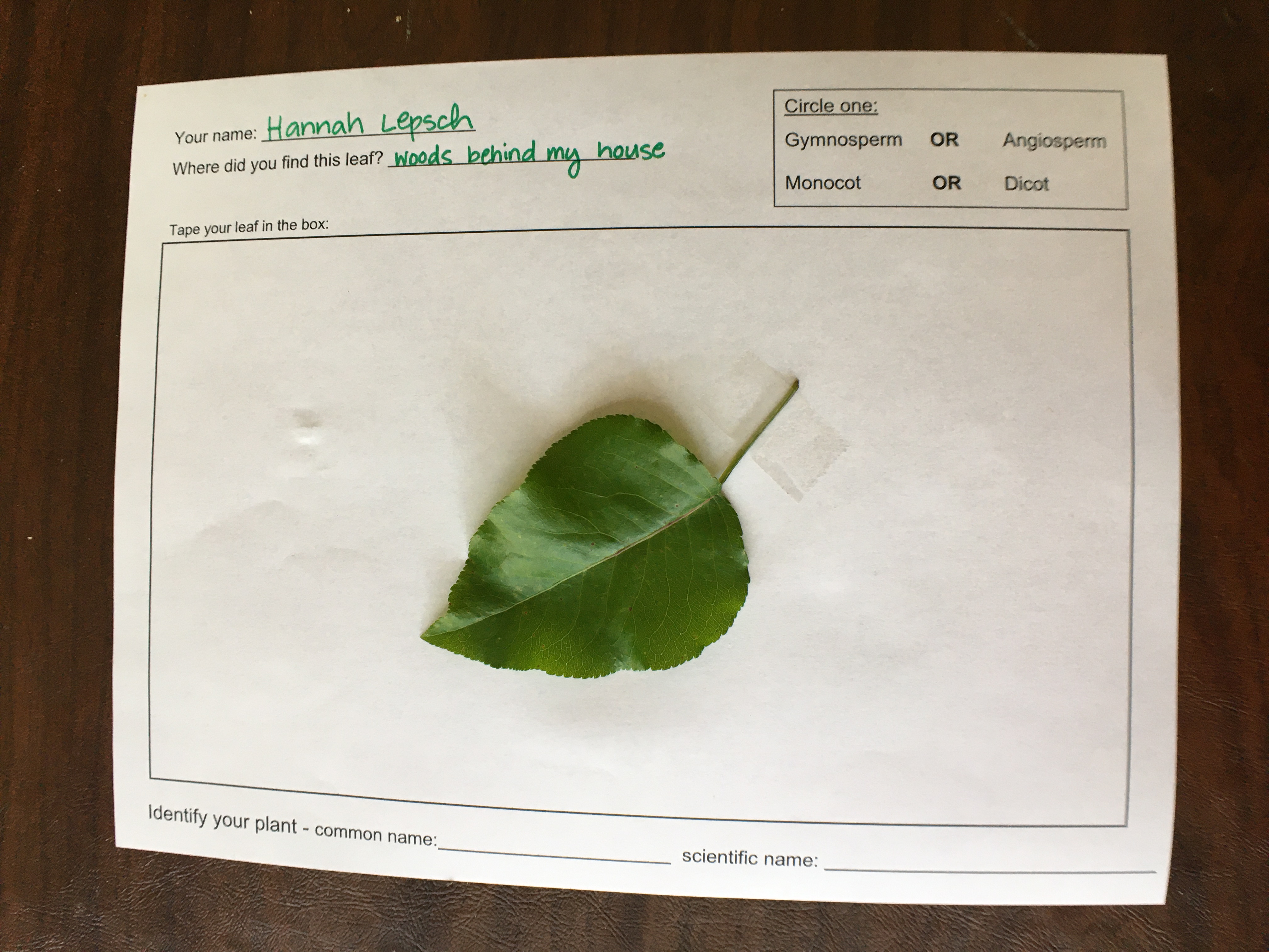 leaf sample