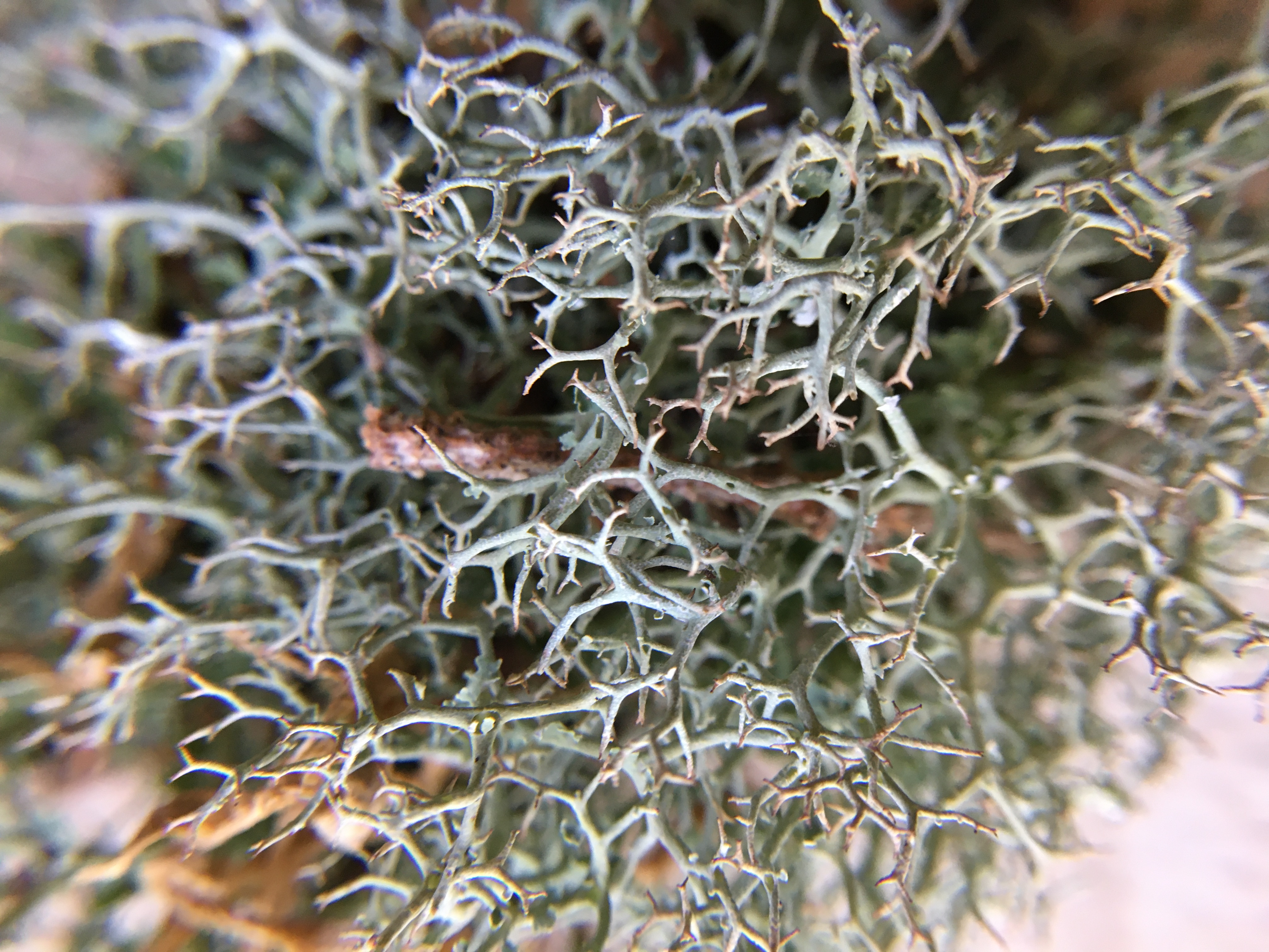 close up of plant material