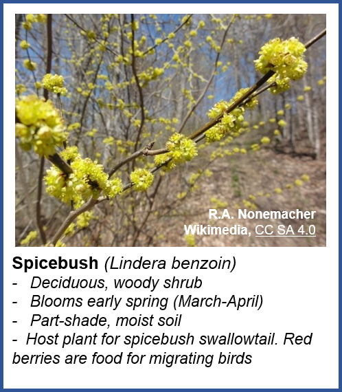 Spicebush