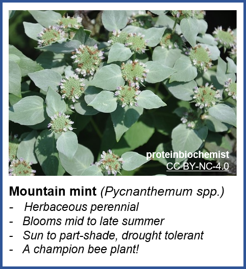 Mountain mint