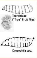 larva comparison