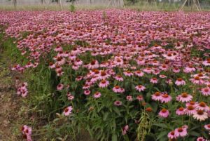 Cover photo for Lunch N’ Learn: What You Should Know Before You Start to Grow Medicinal Herbs