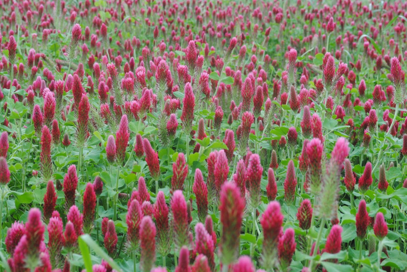 Crimson Clover and cereal rye