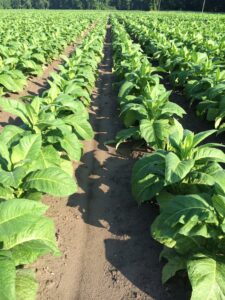 Cover photo for Tobacco Connection: Vol 2, Num. 1 (Spring 2025 Crop Update)