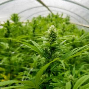Cover photo for Hemp Meeting and Research Updates - January 21, 2021