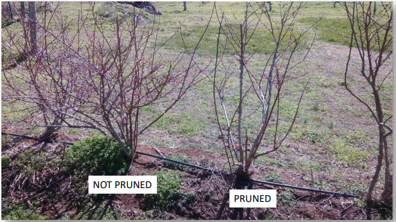 Pruned bush vs non-pruned bush
