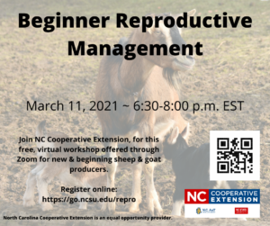 Cover photo for Small Ruminant Reproductive Management Webinar