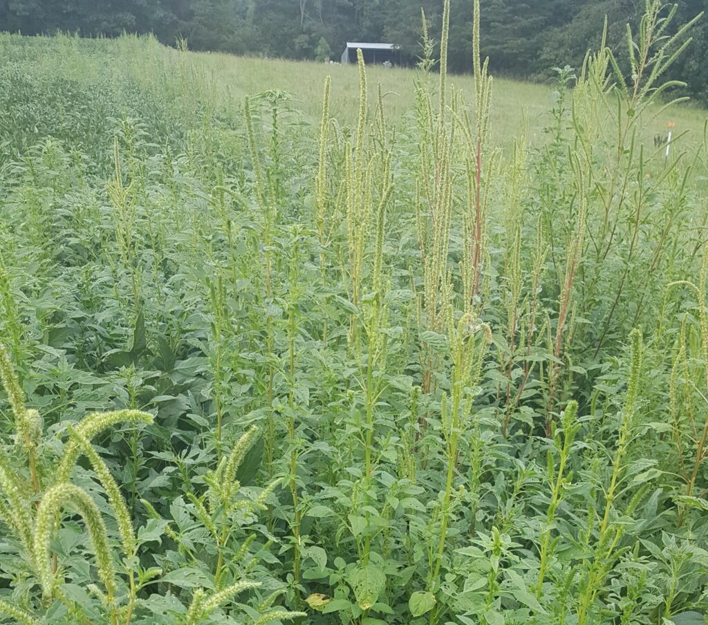 palmer-pigweed-identification-extension-marketing-and-communications