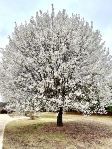 Cover photo for NC Bradford Pear Bounty