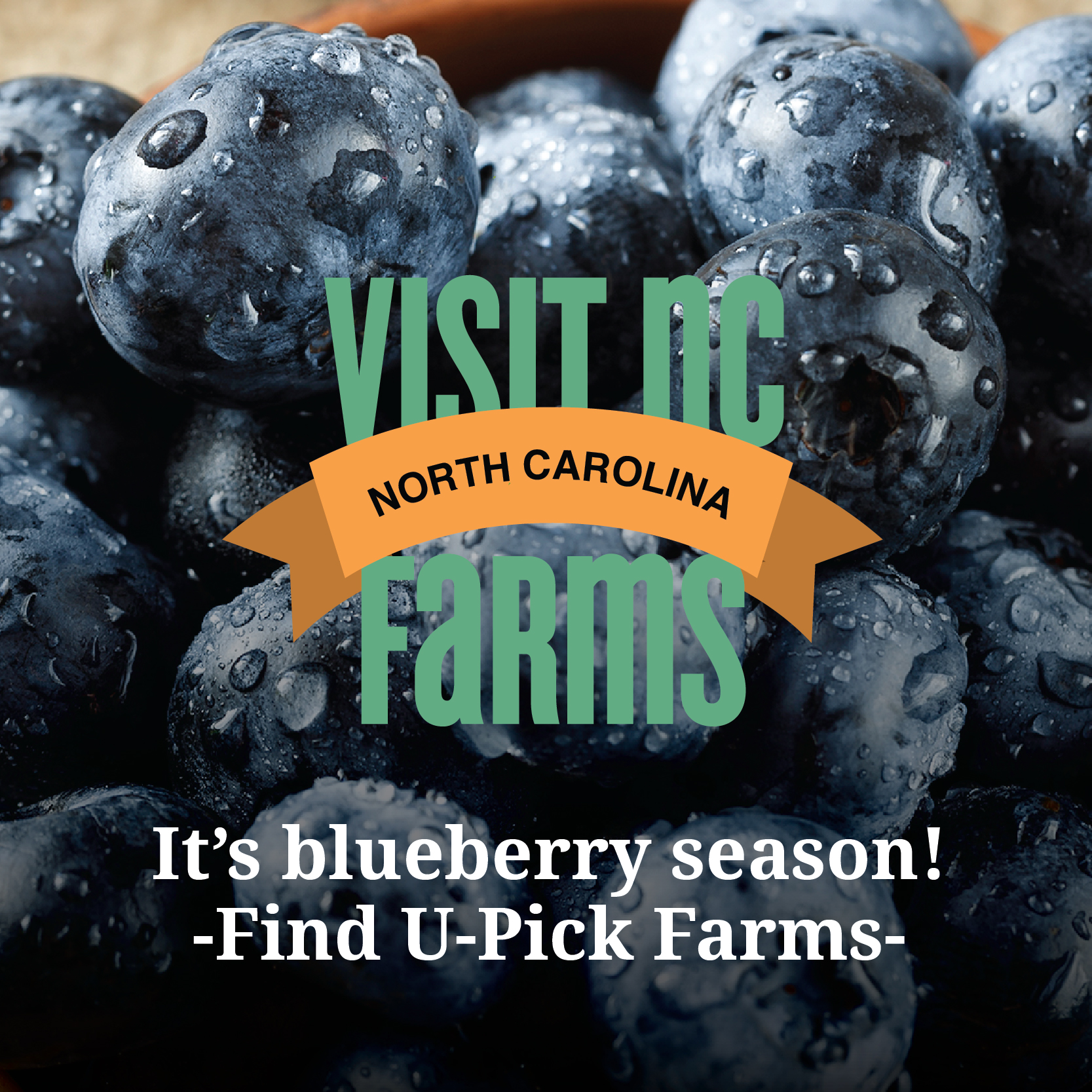Visit NC Farms App for Local Blueberries