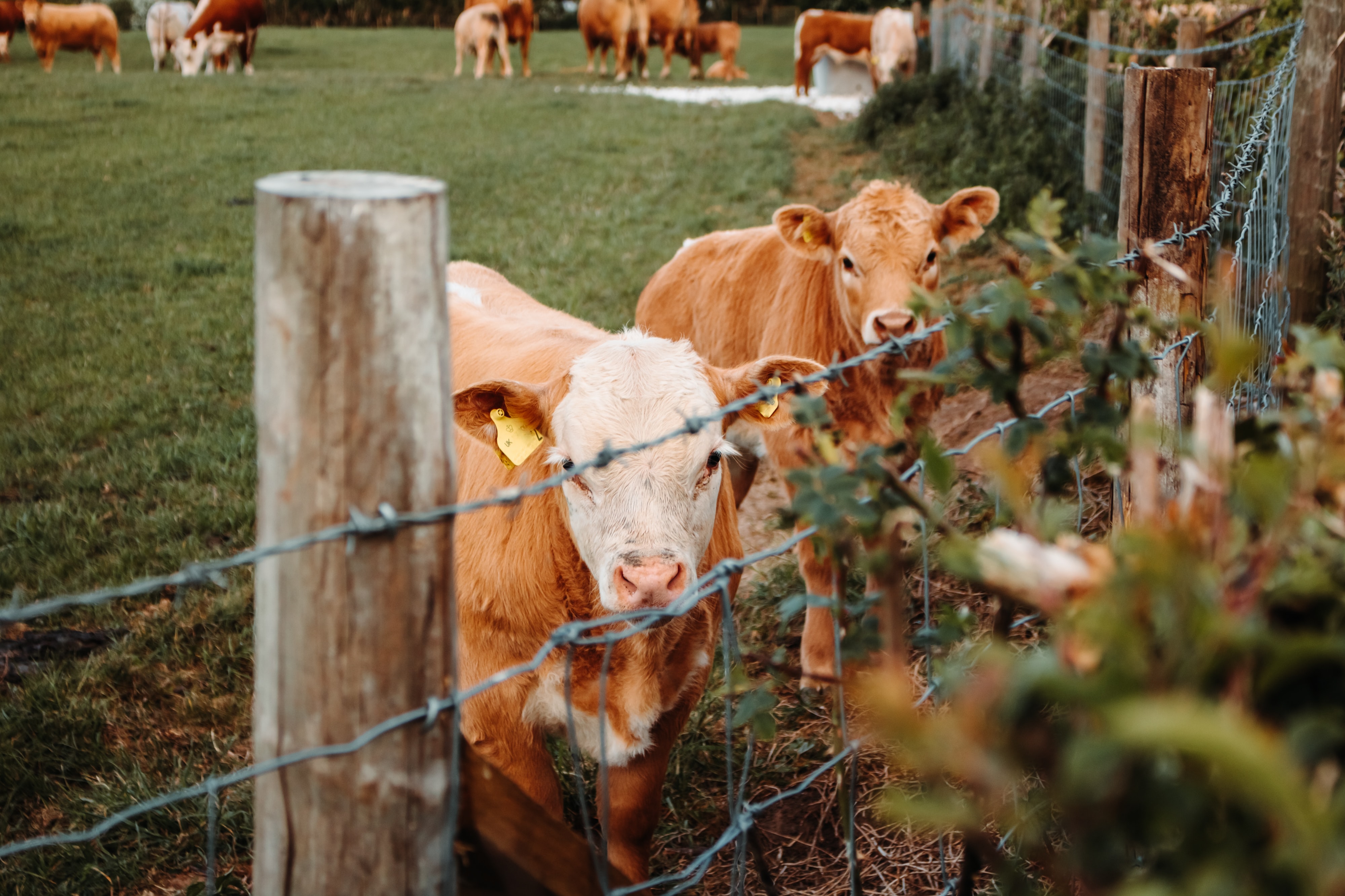 Two cattle peering through wire fence
