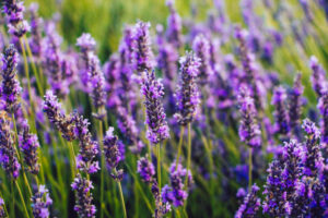 Cover photo for Lavender Farm Tour in Piedmont Triad
