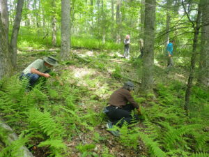 several people working in the woods with native botanicals