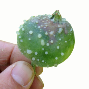 Hand holding a young apple with oozing lesions.