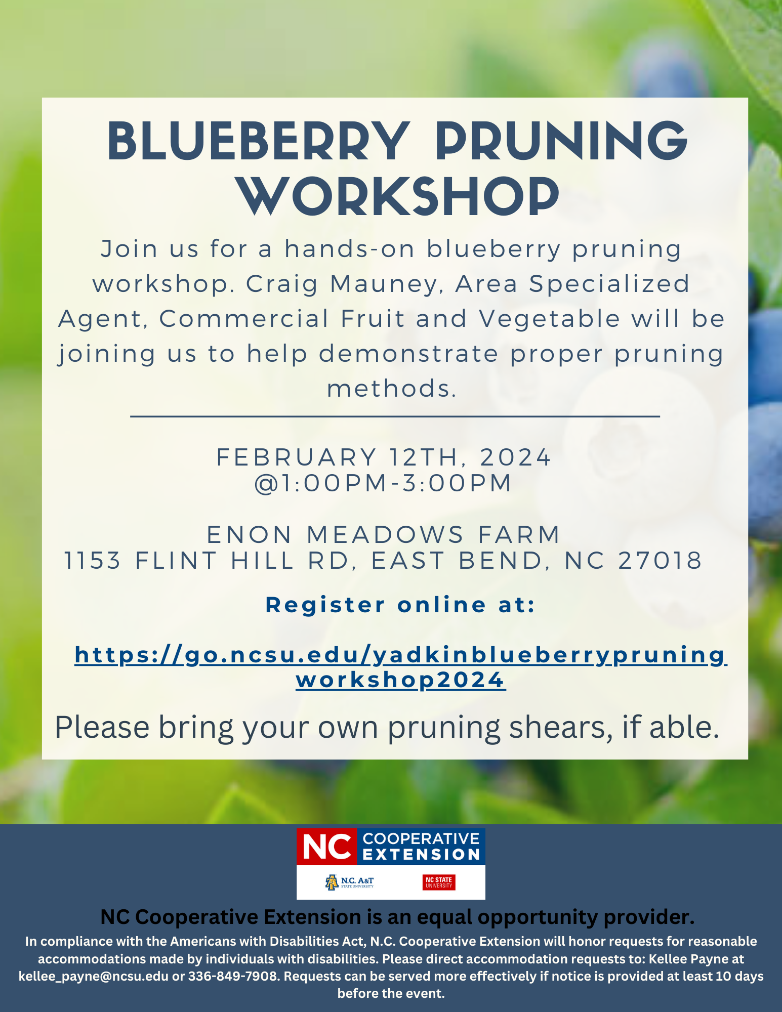 blueberry pruning