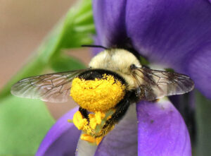 Leafcutter bee foraging on dwarf wild indigo in the spring.