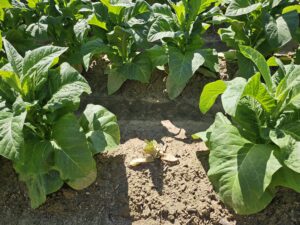 Cover photo for Thrips Flight and TSWV Risk Assessment Report – May 22, 2025